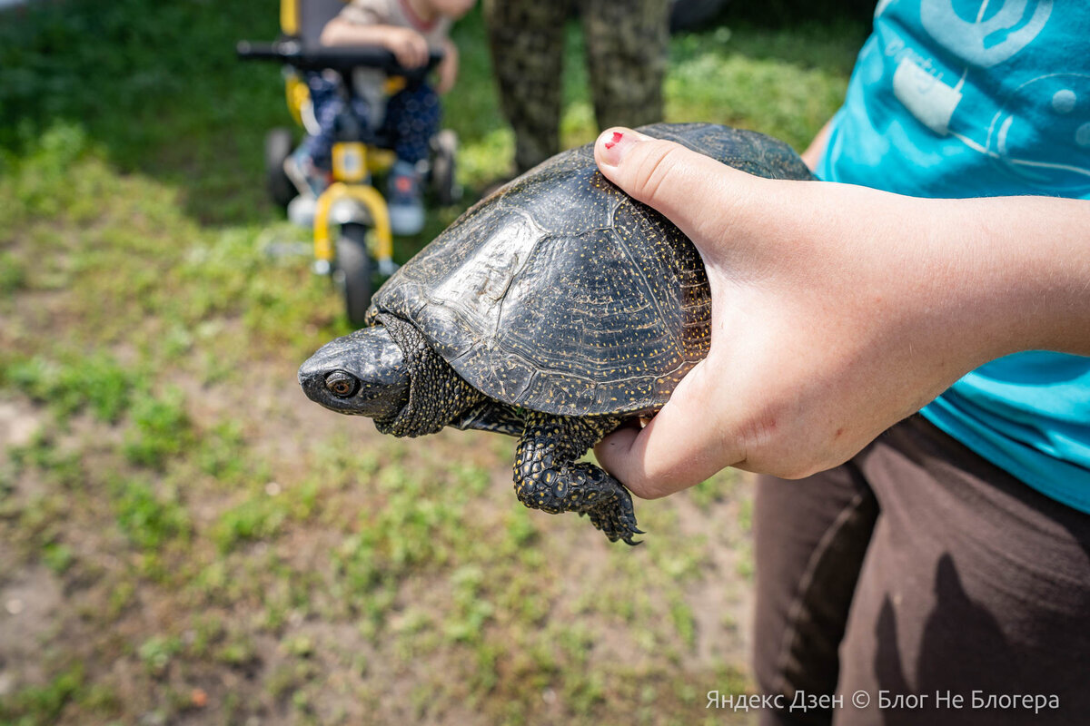 Вот такую черепашку поймал сосед во время рыбалке на местном озере