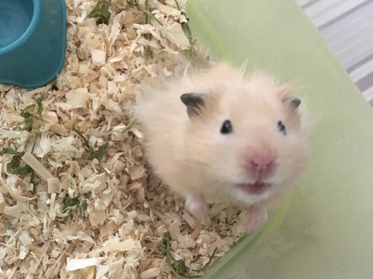 Песец - счастливый отец