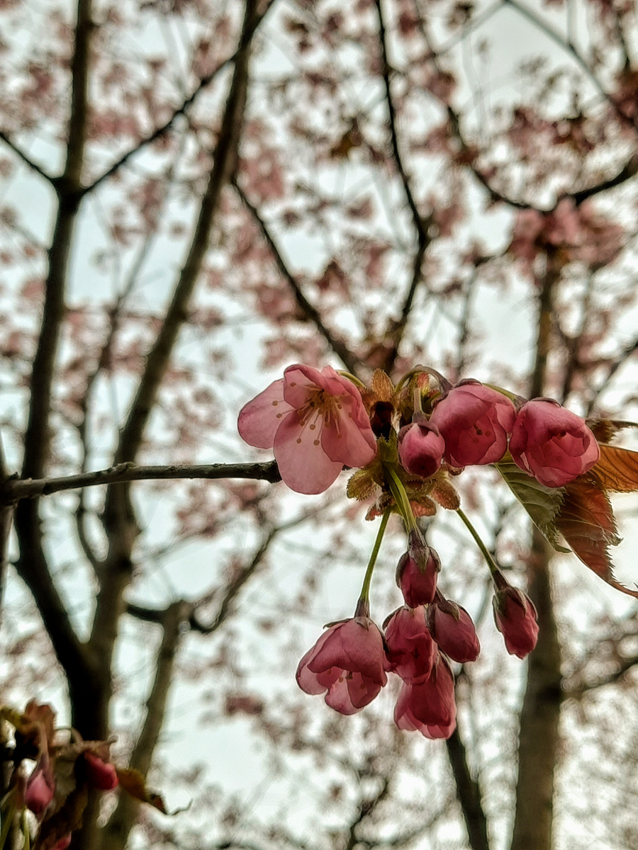 Цветы сакуры