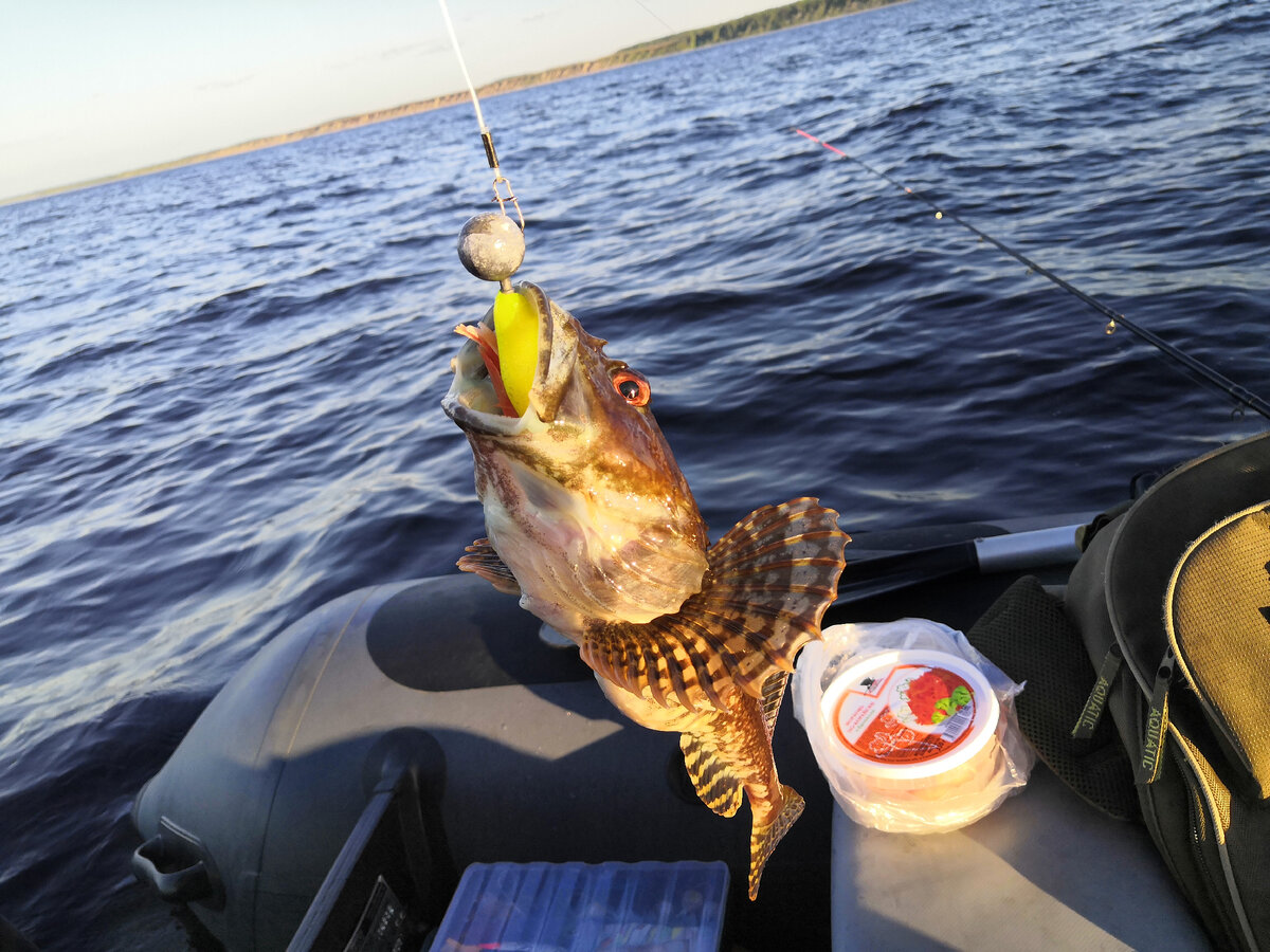 рявча (бычок)