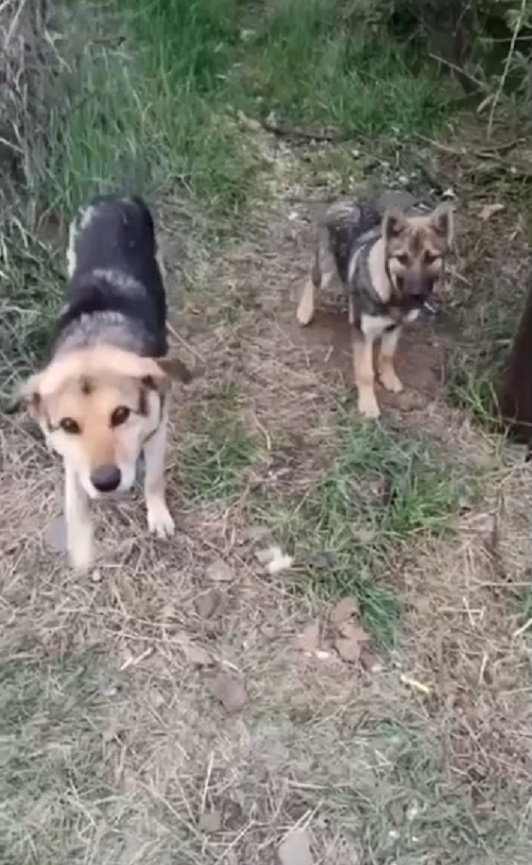 Хан с подругой.