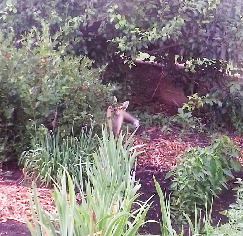 Лиса лакомиться крыжовником.
