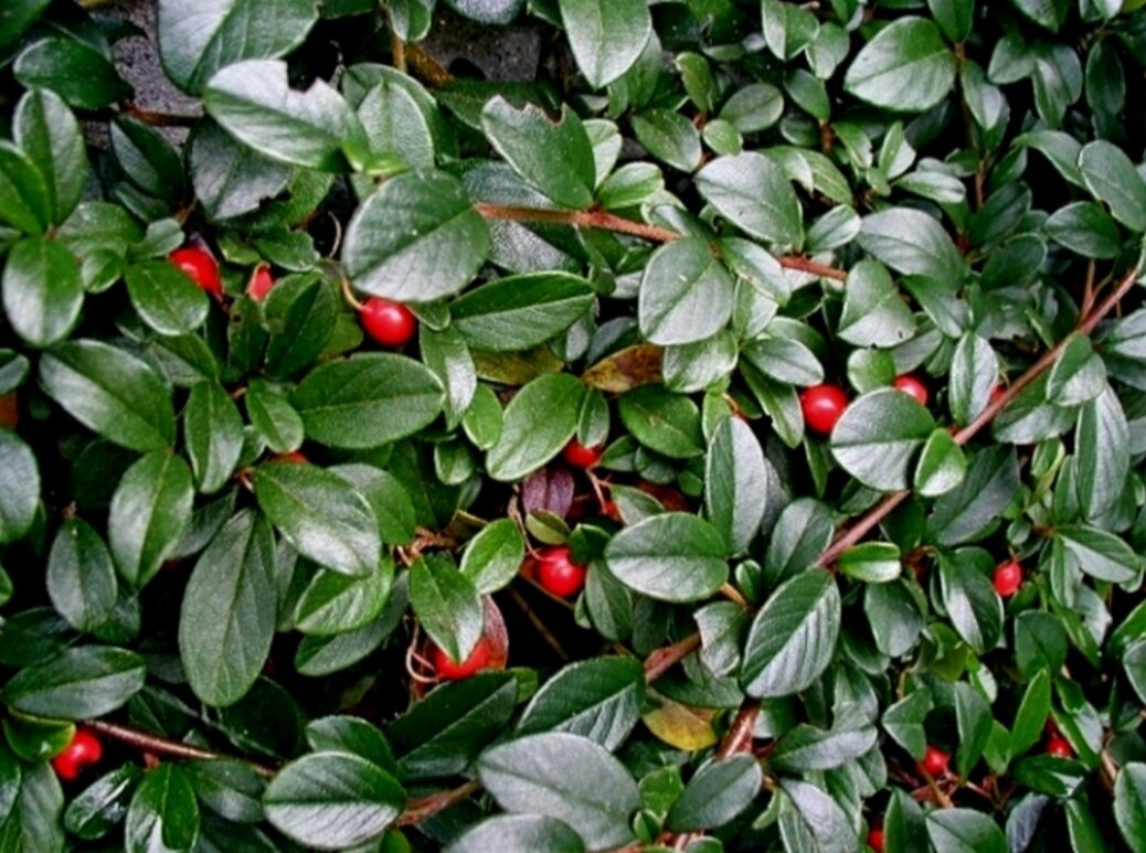 Кизильник блестящий. Фото: polisadnik.com