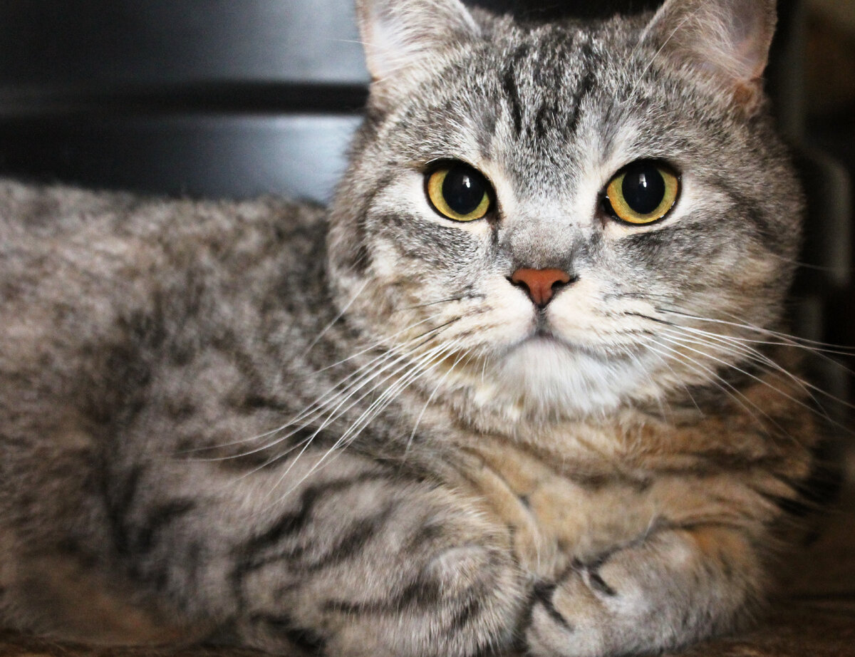 Вальяжный, степенный, не опускающийся до человеческих мелочей и сентиментальностей...