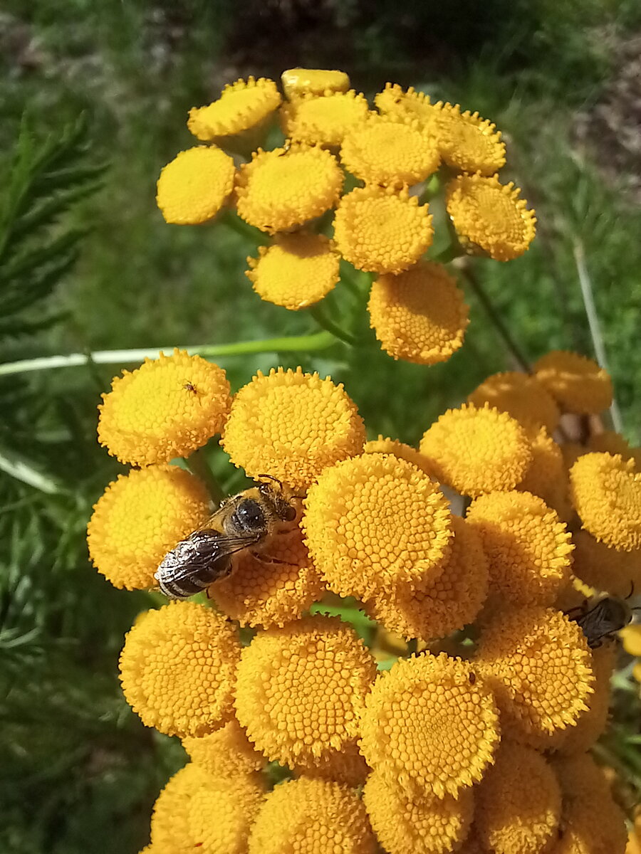 Пижма фото крупным планом и описание