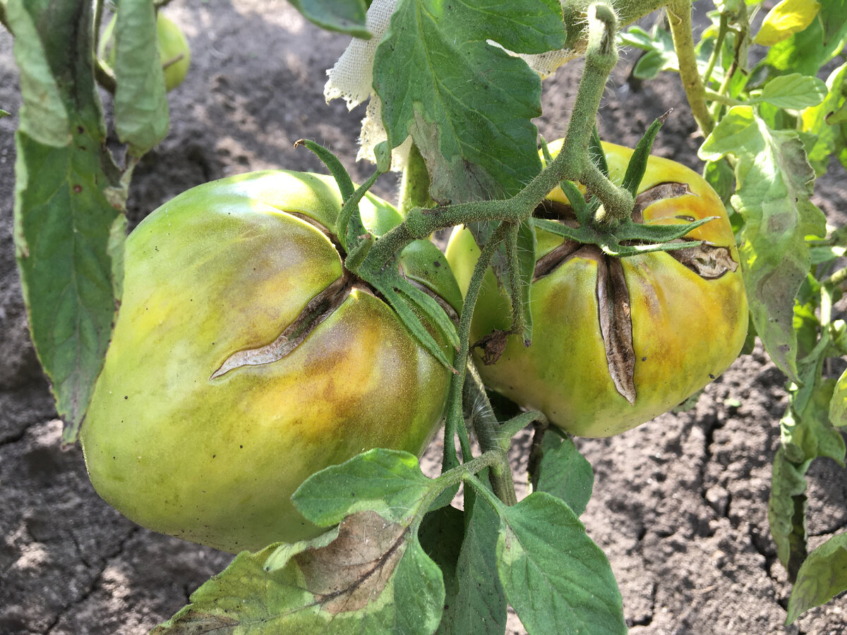 Сорт "Бычье сардце"