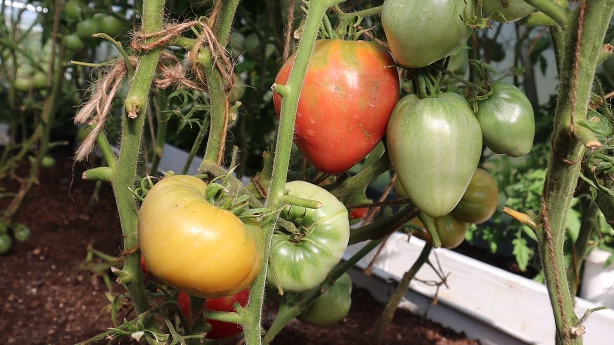 Томат, огурцы, лук, чеснок, перец, морковь очень любят это удобрение.