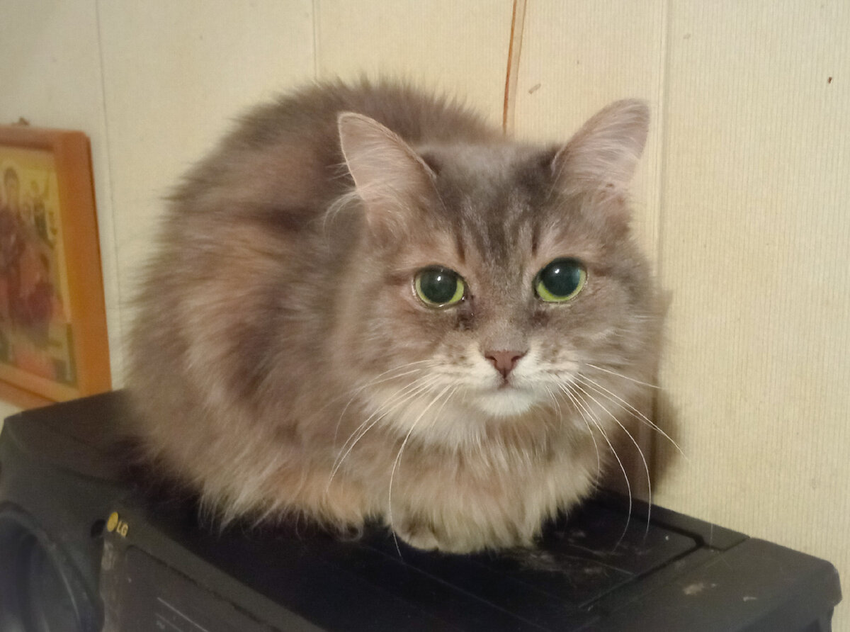 Кошечка Соня