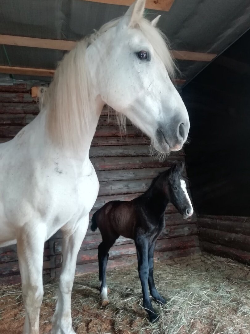 Первые часы жизни