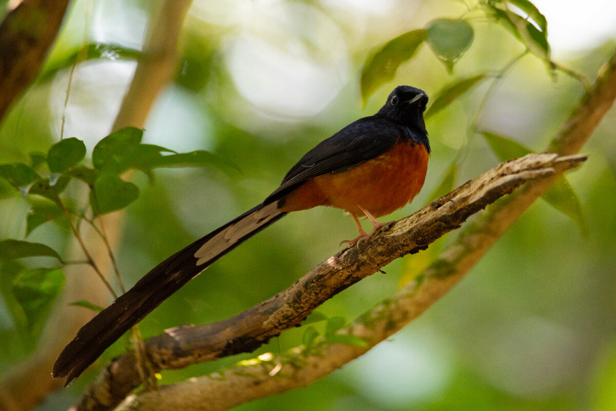 Белопоясничный шама-дрозд