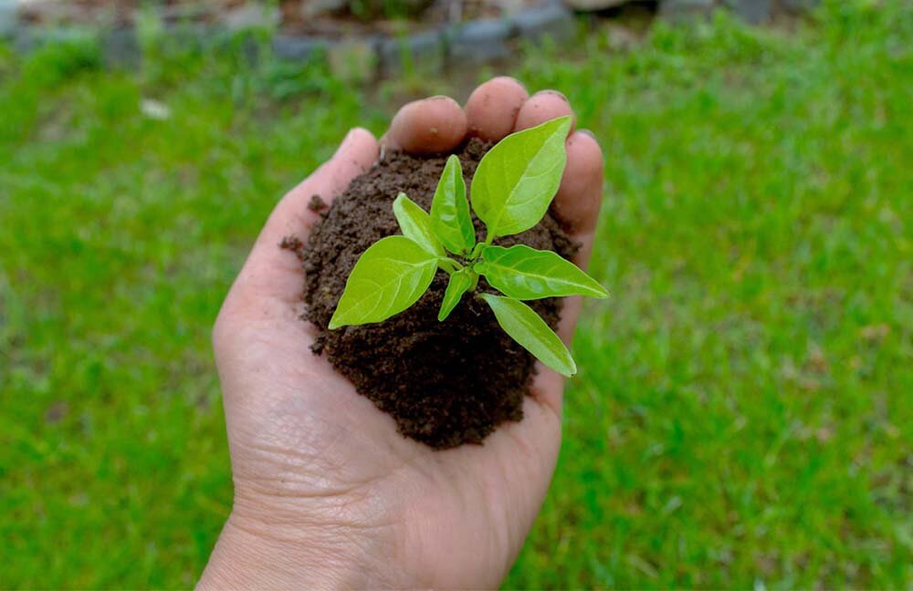 Фото: pixabay.com