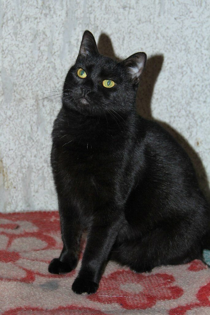 Кошка в бассейне. Источник фото: https: //koteiki.com/lyudi-zametili-v-ldyanoy-reke-chernye-koshchi-oshki/