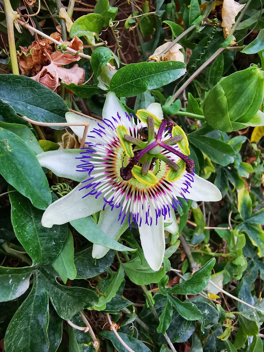 Орден готов. А скоро появится ещё один. Видите бутон?