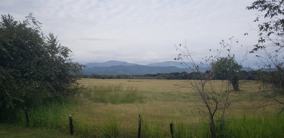 Чем не саванна?