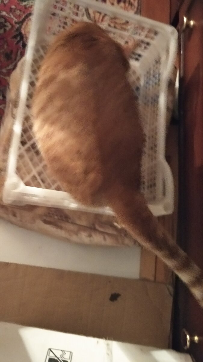 Личное  фото.  Не реклама  товара. 