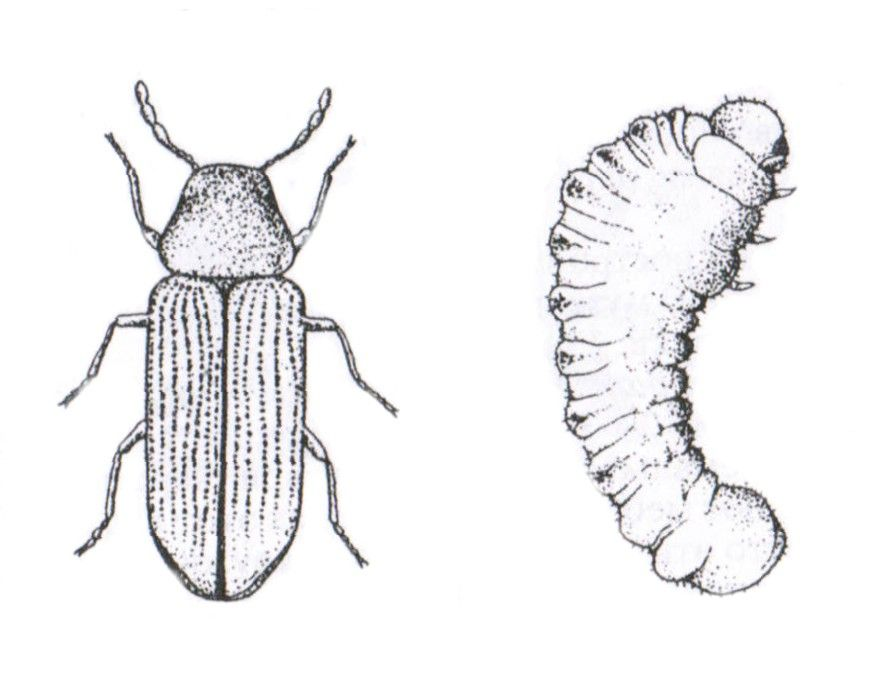Личинки рисунок. Жук хлебный Точильщик. Хлебный Точильщик личинка. Жук короед Точильщик.