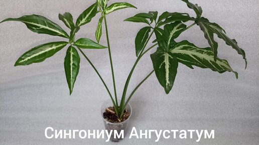 Сингониум ангустатум фото