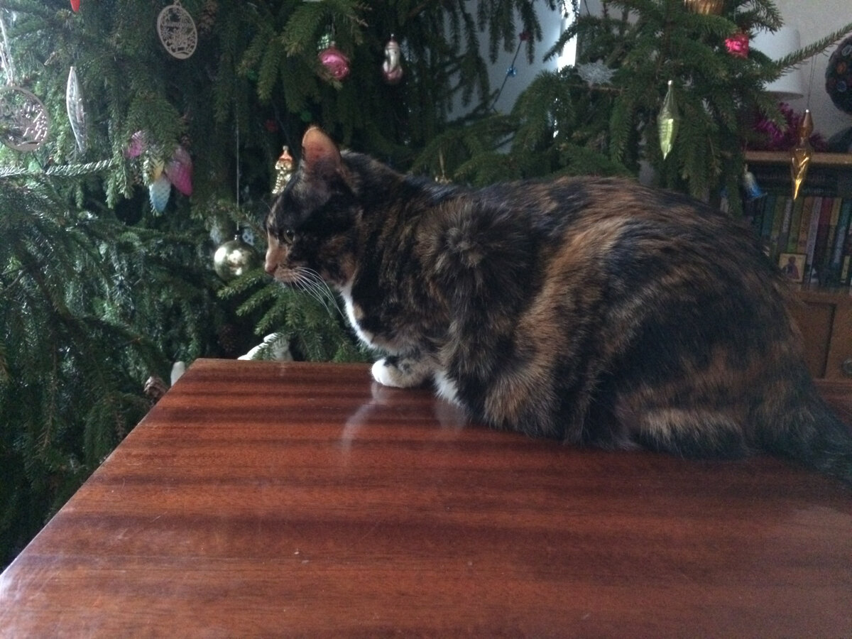 Василиса, конечно, первым делом на столик залезла. Фото автора