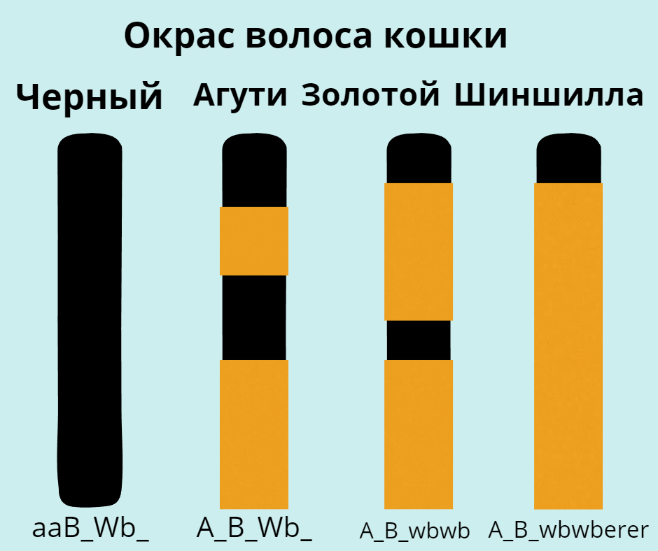 Спасибо, в родословной есть ay 11 и ny 11), но таких котов … - SunRay