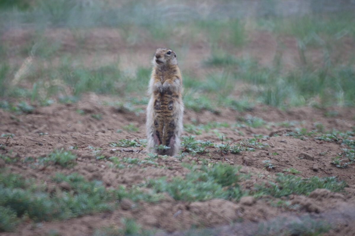 Кормящая самка