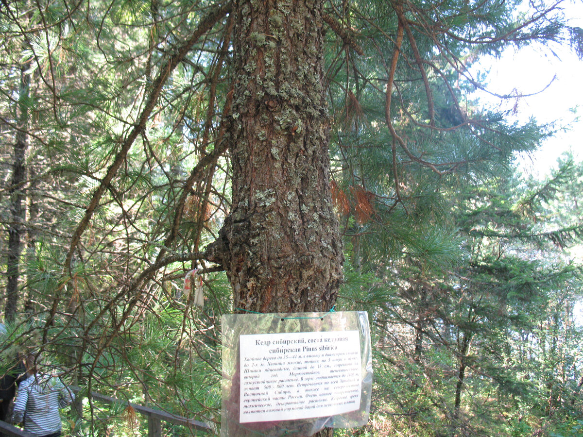 на пути к водопаду Корбу, что на Телецком озере, встретили вот такую информационную табличку-доказательство моих слов, в то  вдруг -не поверите!