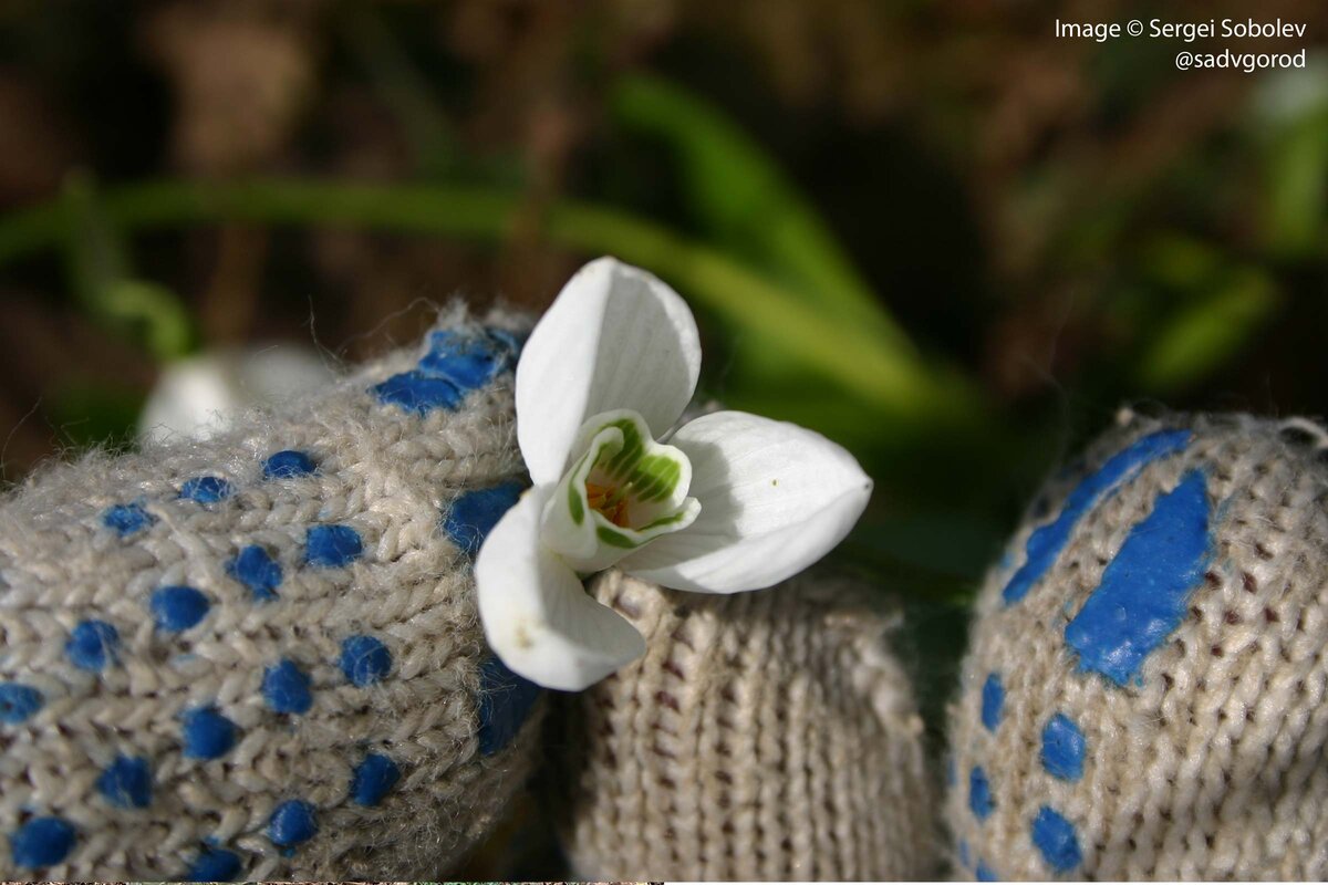 Подснежник (Galanthus) — действительно первый в моём саду! | Сад в город! |  Дзен