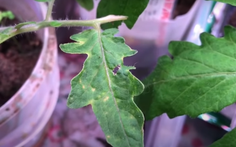 Вянет рассада томатов