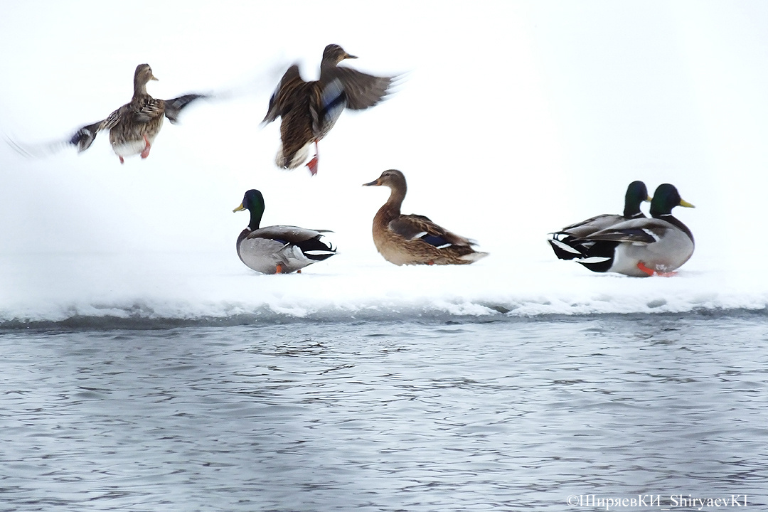 Из него хотел получить портреты гоголей и крохалей крупным планом. А будут только кряквы, которых в прошлые годы наснимал достаточно и отличного качества. А, вдруг, гоголи покажут себя во всей красе. Голос гоголя рядом слышал. Сейчас поймал себя на мысли, что, затопляя меня укрытия по урезу воды, Ока не наказала меня, а помогла подогнать гоголей и крохалиху, пусть и к укрытию на возвышенности.