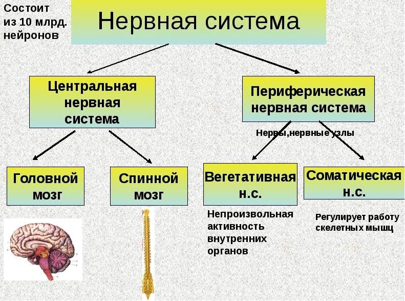 Строение нервной системы