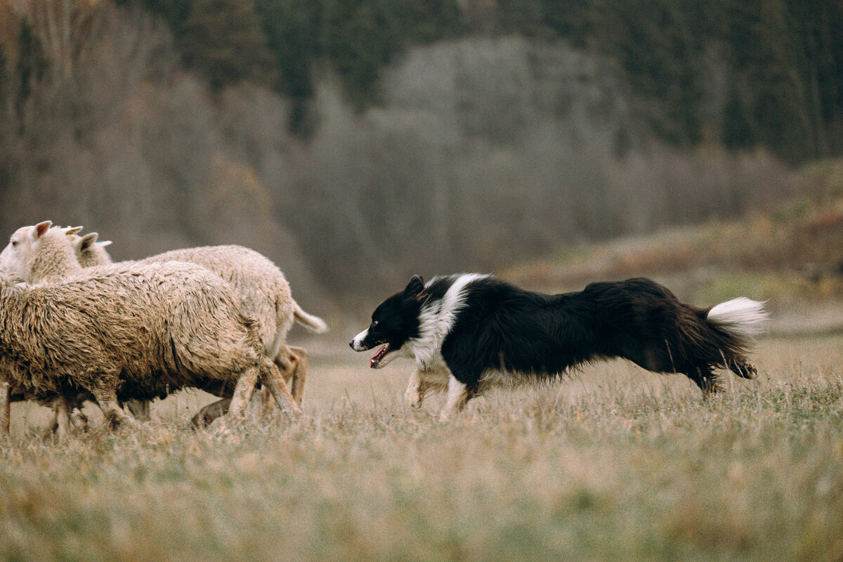 Инстинкт работать со стадом - это то, что мы имеем в самом начале. Скай - Джанг Бай Рутагор Бой