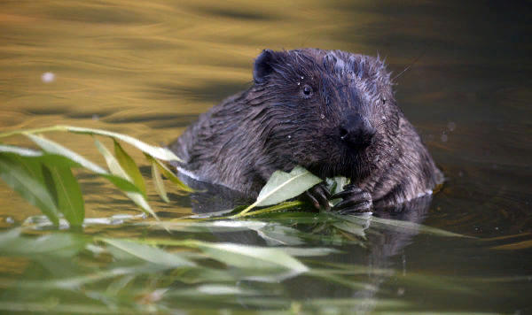 © Sputnik / Максим Блинов