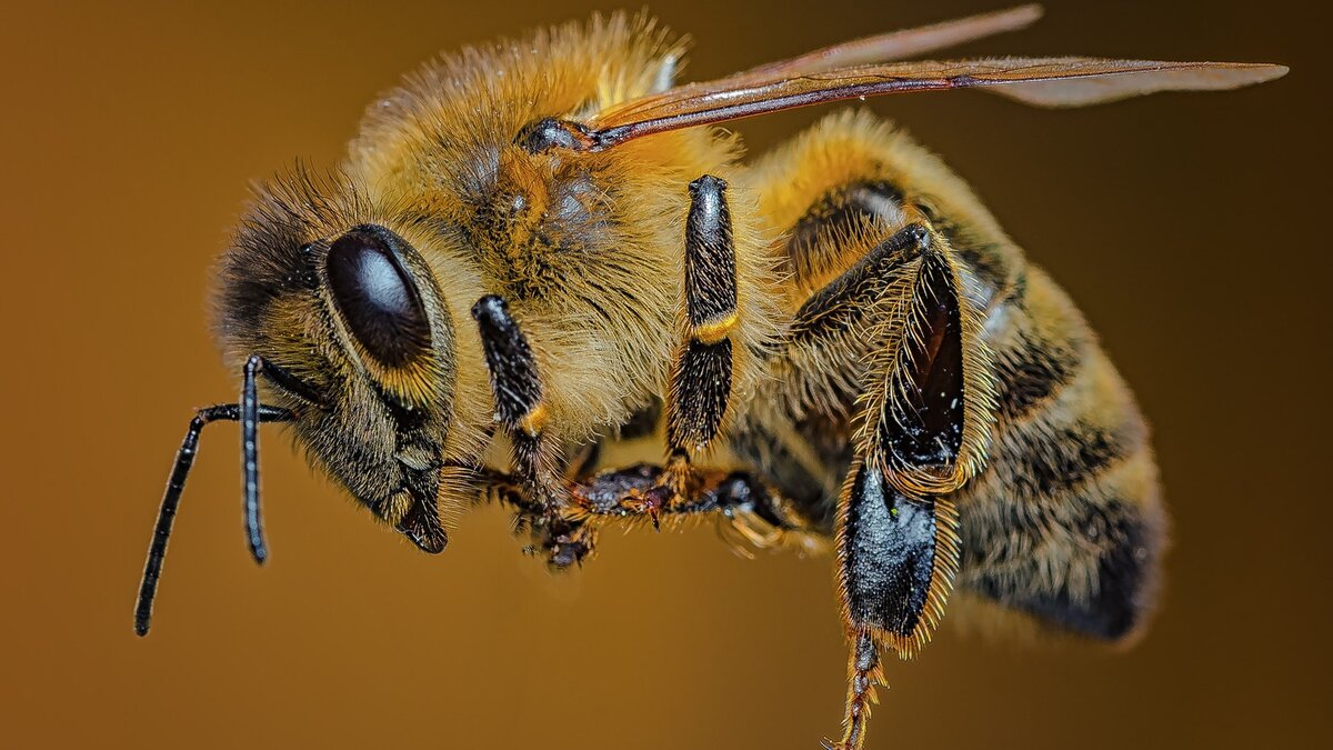 Звук пчелы слушать