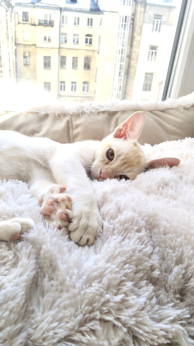 Истинно бурманский джентельмен.