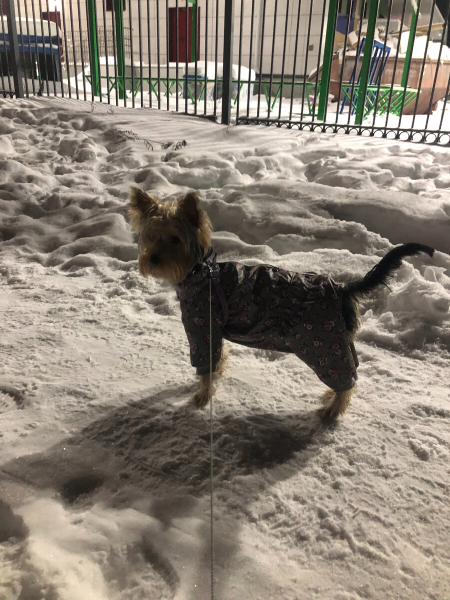 Любим снег) 