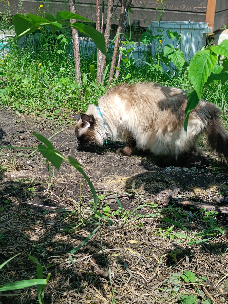 Котинька идет вдоль границы 