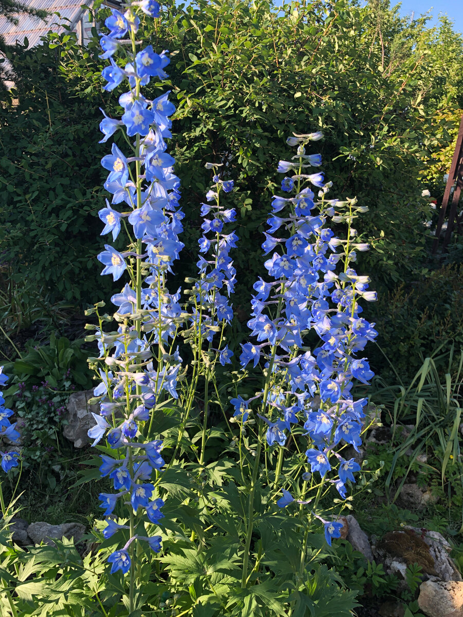 Ненавязчивое цветение прошлым летом.