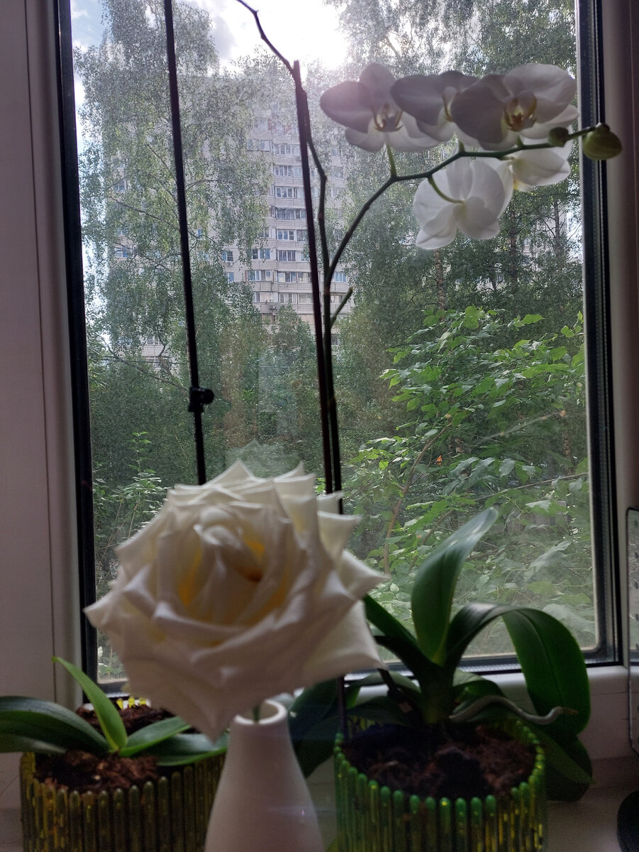 Распустилась роза, зацвела орхидея-прям петь на душе хочется от такой красоты.