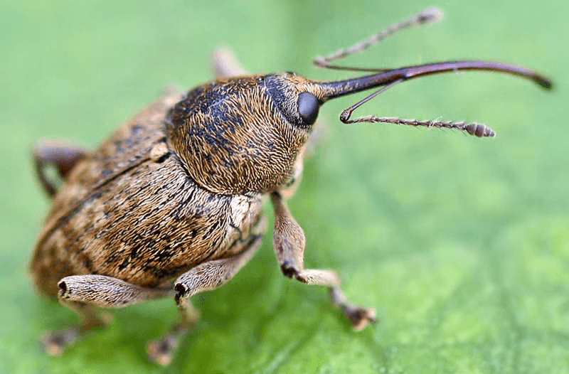 Средства борьбы с цветоедом яблонным: инсектициды и натуральные альтернативы, советы опытных садоводов и натуральные решения