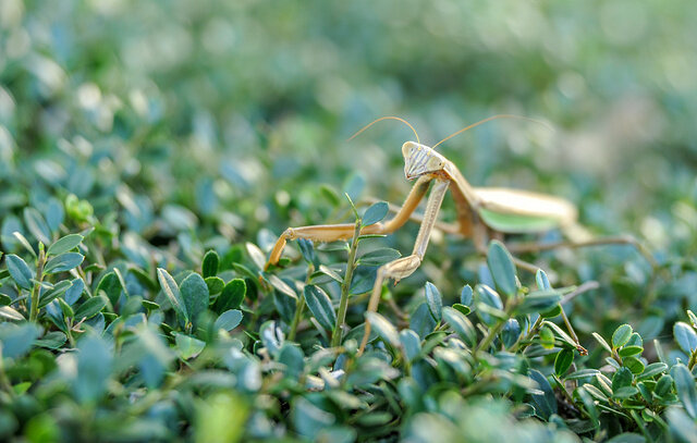 Азиатский прыгающий богомол