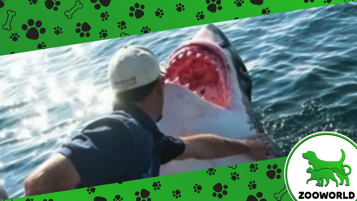 Дорогие читатели, обязательно подпишитесь на канал, так вы не будете пропускать новые интересные и увлекательные статьи, также ставьте лайки, и оставляйте комментарии, так вы поможете развитию канала.