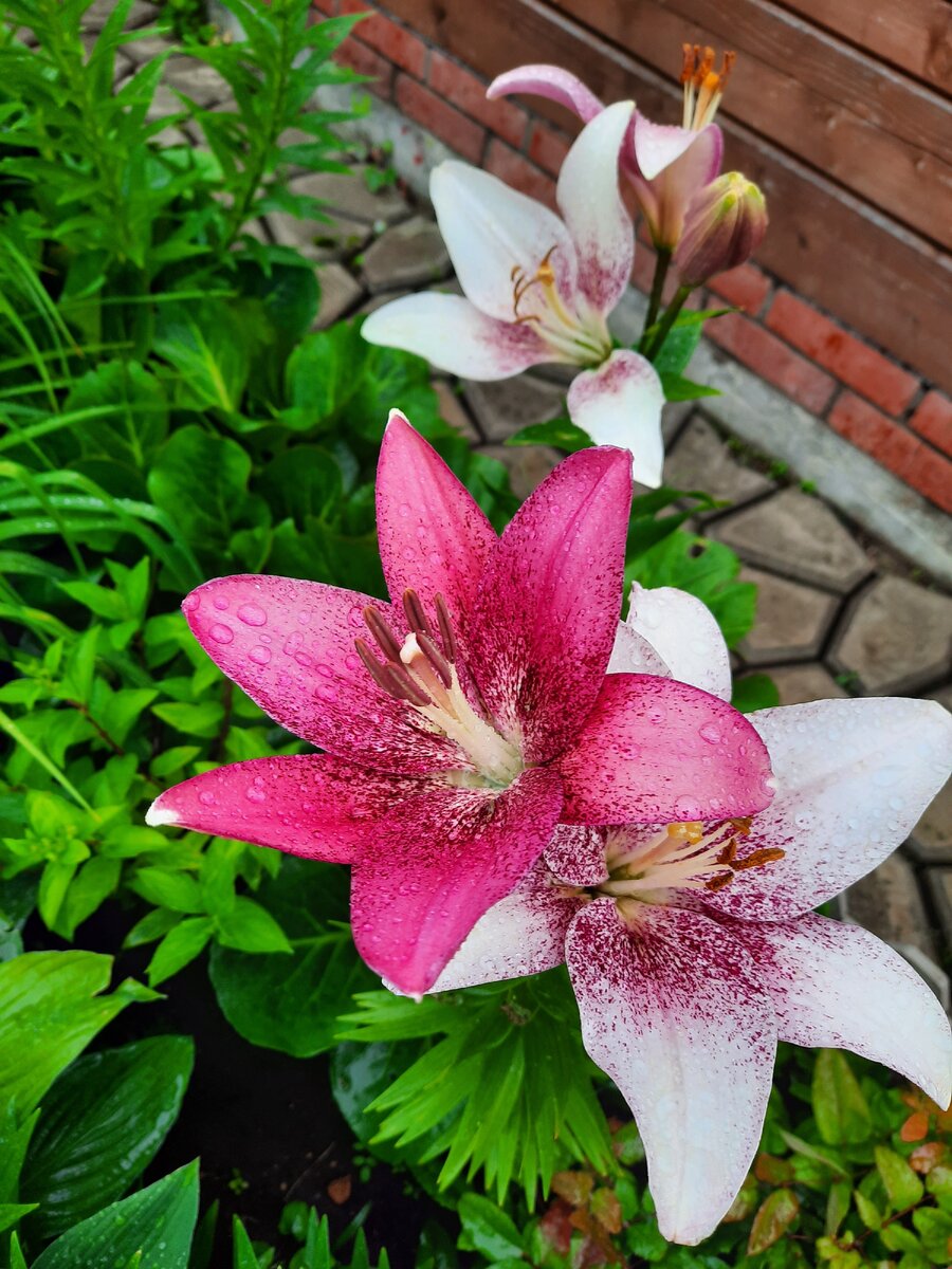 Лилия Тропический Бриз