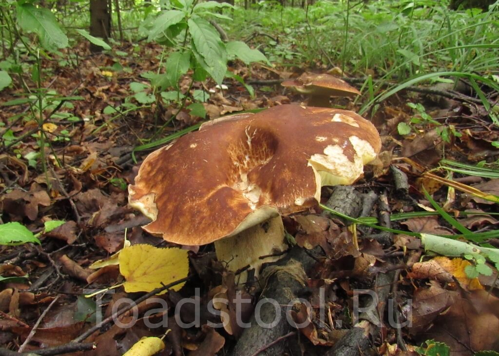 Белый гриб не совсем на месте (фото И.Лебединского)