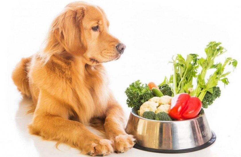 #еда для собак