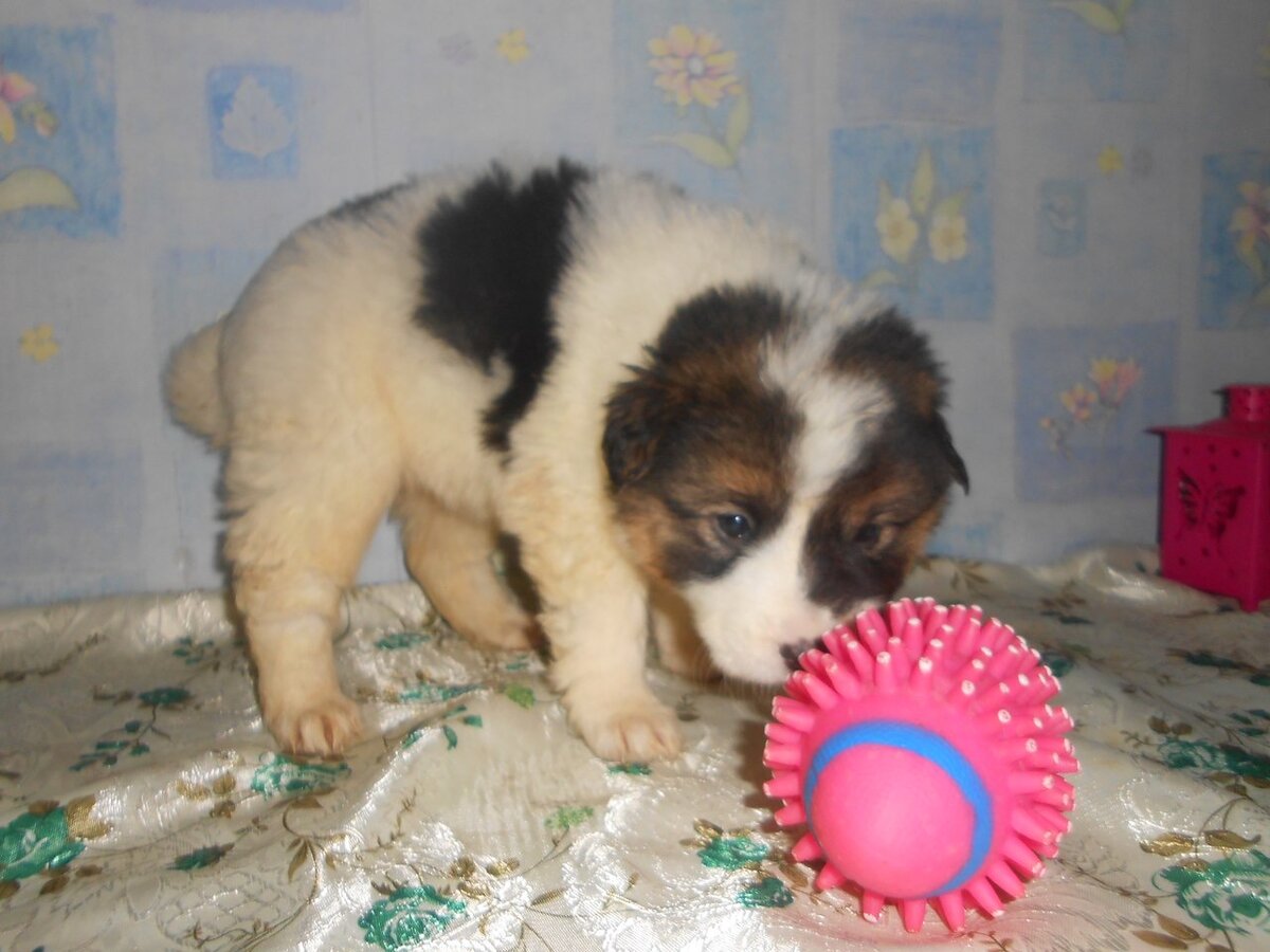 В детстве. Похожа на среднеазиатских овчарок. Так сказали мои друзья ) 