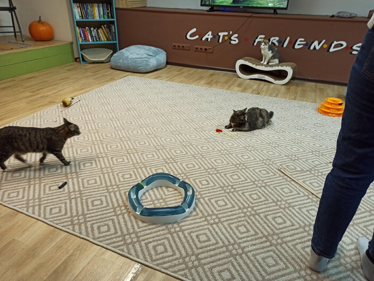 Котики все очень интересные и игручие.
