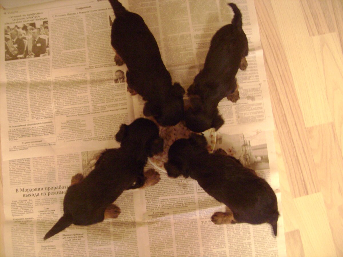 первый прикорм