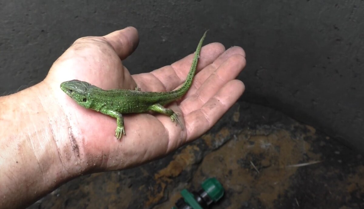 Но в бетонном кольце я оказался не один, там меня ждали две прыткие ящерицы. Самец оказался очень агрессивным.