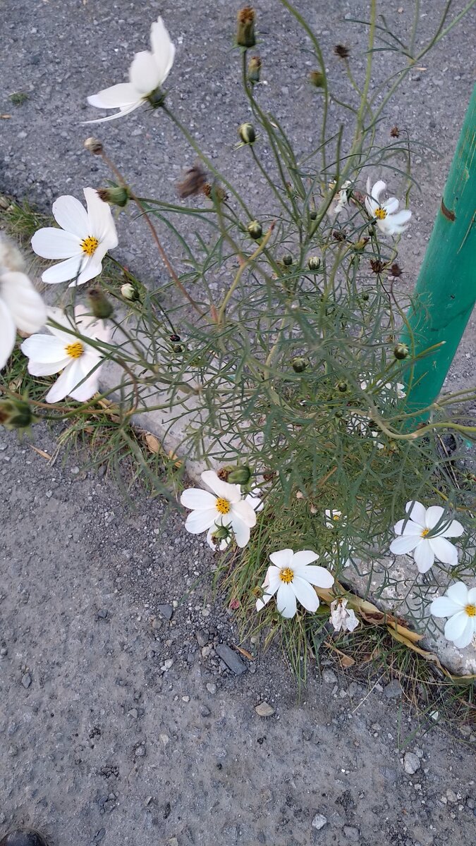 Скажи ему, что у тебя нет сильной мотивации