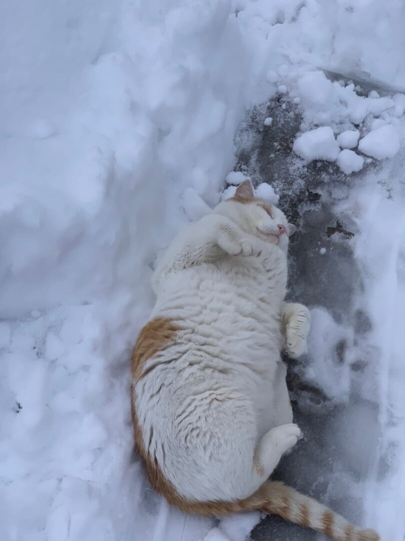 Это мой кот, не будь лентяем как он пройди тест)
