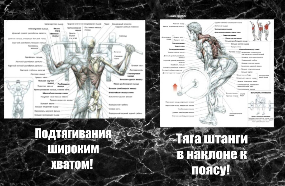 Схемы взяты из книги Ф. Дэлавье "Анатомия силовых упражнений".